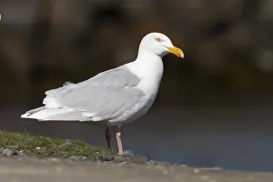 Glaucous Gull Drucke: Glaucous Gull, Larus hyperboreus leuceretes