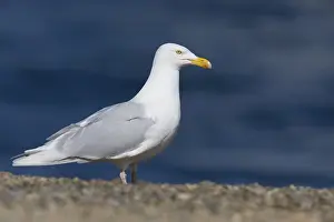 Glaucous Gull Drucke: Glaucous Gull, Larus hyperboreus leuceretes