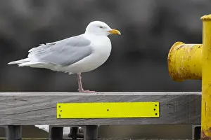 Charadriiformes Birds Online Drucke: Glaucous Gull, Larus hyperboreus leuceretes