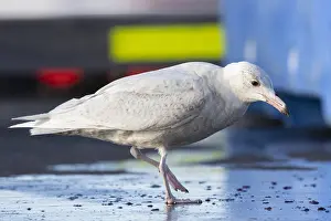 Glaucous Gull Drucke: Glaucous Gull, Larus hyperboreus leuceretes