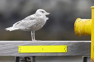 Charadriiformes Birds Europe Drucke: Glaucous Gull, Larus hyperboreus leuceretes