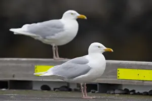 Icelandic Wildlife Photography Drucke: Glaucous Gull, Larus hyperboreus leuceretes