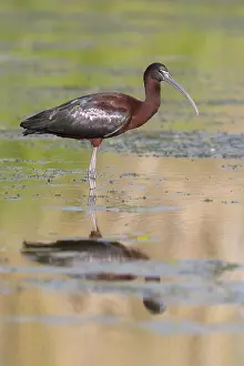 European Wildlife Birds Drucke: Glossy Ibis