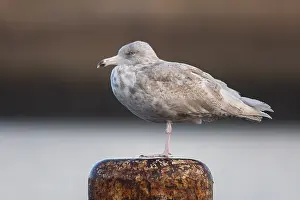 Laridae Family Birds Drucke: Gloucous gull, Larus hyperboreus