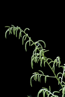 Springtime Garden Blooms Drucke: Goatsbeard, Aruncus dioicus