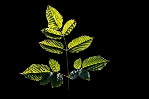 Forest Flora Drucke: Goatsbeard, Aruncus dioicus