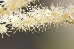 Nature Garden Flowers Drucke: Goatsbeard, Aruncus dioicus