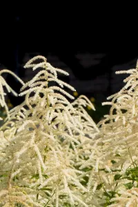 Nature Garden Flowers Drucke: Goatsbeard, Aruncus dioicus