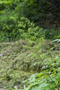 White Blossom Closeup Drucke: Goatsbeard, Aruncus dioicus