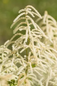 White Blossom Flowers Drucke: Goatsbeard, Aruncus dioicus