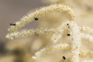 White Blossom Closeup Drucke: Goatsbeard, Aruncus dioicus
