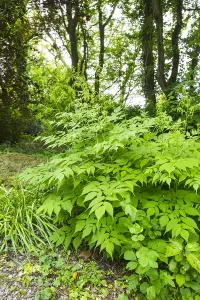 Spring Blossom Drucke: Goatsbeard, Aruncus dioicus