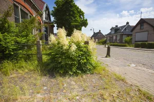 Spring Blossom Drucke: Goatsbeard, Aruncus dioicus