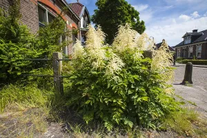 Spring Blossom Drucke: Goatsbeard, Aruncus dioicus