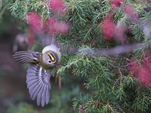Goldammer, Regulus regulus