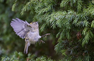 Goldhähnchen, Regulus regulus