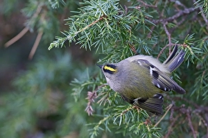Goldammer, Regulus regulus