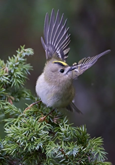 Regulus Regulus Species Drucke: Goldcrest, Regulus regulus