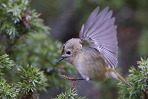 Goldammer, Regulus regulus