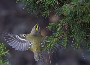 Nature Photography Finland Drucke: Goldcrest, Regulus regulus