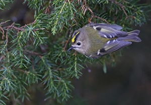 Goldammer, Regulus regulus