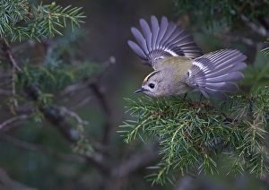Bird Flight Photography Drucke: Goldcrest, Regulus regulus