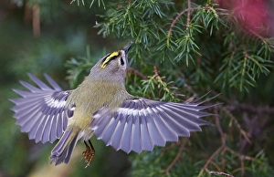 Goldammer, Regulus regulus