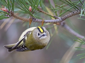 Goldhähnchen, Regulus regulus