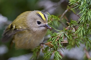 Goldammer, Regulus regulus