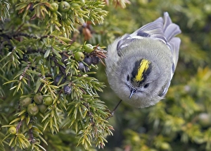Regulus Regulus Species Drucke: Goldcrest, Regulus regulus