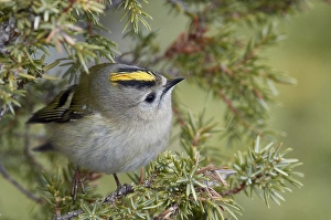 Regulus Regulus Species Drucke: Goldcrest, Regulus regulus