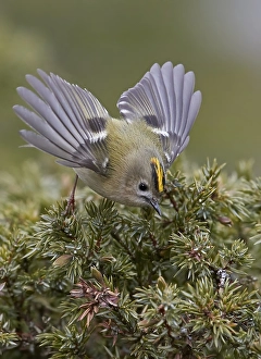 Regulus Regulus Species Drucke: Goldcrest, Regulus regulus