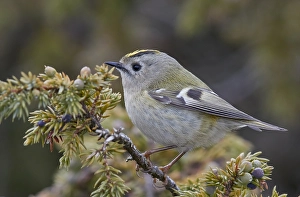 Bilder Datiert 8. April 2018: Goldhähnchen, Regulus regulus