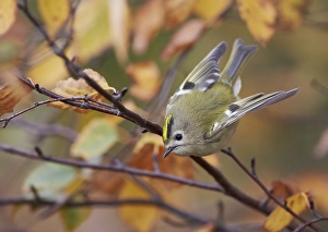 Finland Nature Photography Drucke: Goldcrest, Regulus regulus