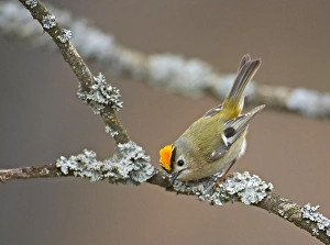Regulus Regulus Species Drucke: Goldcrest, Regulus regulus