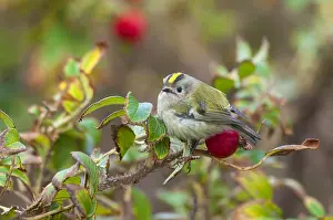Regulus Regulus Species Drucke: Goldcrest, Regulus regulus