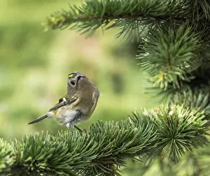 Regulus Regulus Species Drucke: Goldcrest, Regulus regulus