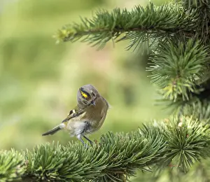 Regulus Regulus Species Drucke: Goldcrest, Regulus regulus