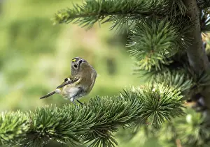 Small Bird Perched On Branch Drucke: Goldcrest, Regulus regulus