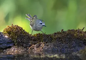 Goldcrest, Regulus regulus