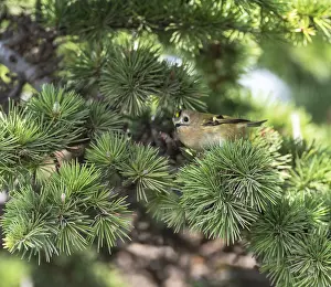 Regulus Regulus Species Drucke: Goldcrest, Regulus regulus