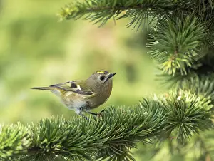 Regulus Regulus Species Drucke: Goldcrest, Regulus regulus