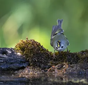 Wild Animal Images Spain Drucke: Goldcrest, Regulus regulus