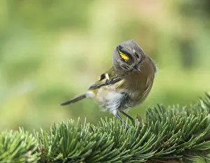 Regulus Regulus Species Drucke: Goldcrest, Regulus regulus