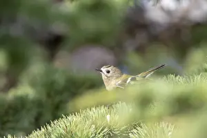 Autumn Bird Migration Drucke: Goldcrest, Regulus regulus