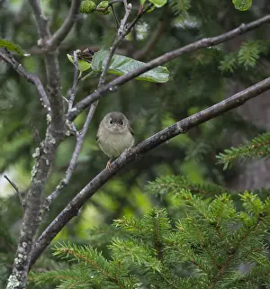 Goldcrest Bird Drucke: Goldcrest, Regulus regulus