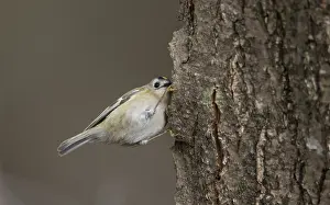 Bird Perched On Tree Branch Drucke: Goldcrest, Regulus regulus