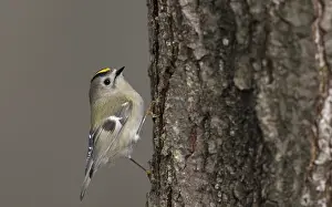 Goldcrest Bird Drucke: Goldcrest, Regulus regulus