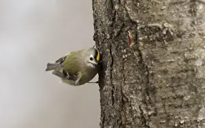 Bilder Datiert 18. März 2021: Goldhähnchen, Regulus regulus