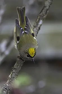Goldcrest Bird Drucke: Goldcrest, Regulus regulus